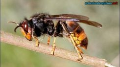 Avispa asiática