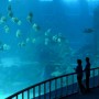 El mayor acuario del mundo