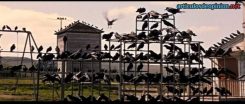 Los pájaros