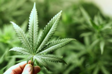 El mercado de la marihuana