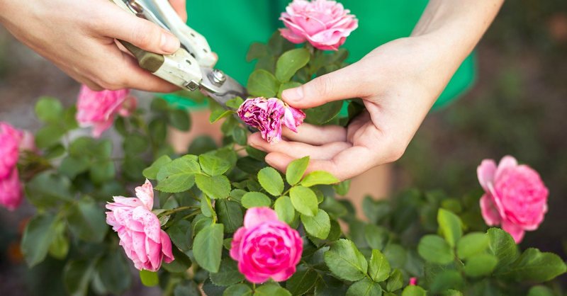 Cuidado de las rosas