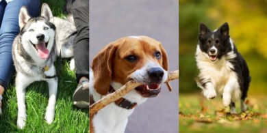 Las razas de perro más valoradas