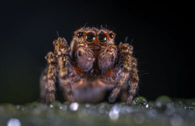 La araña mas grande del mundo
