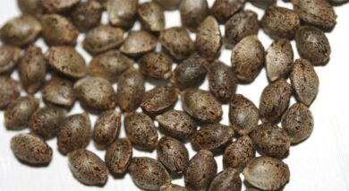 Semillas de cannabis: Como plantarlas