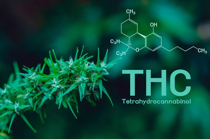 Descubre cuáles son los efectos del THC