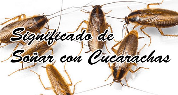 Significado de soñar con cucarachas