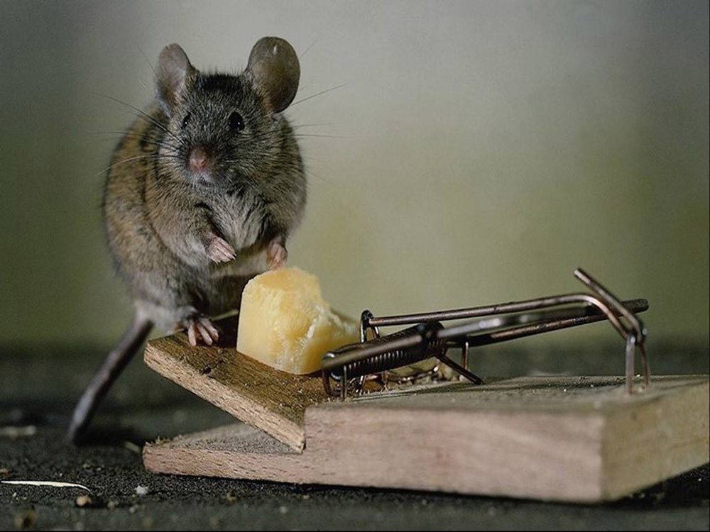 trampa de ratas